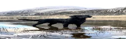 Flat coated Retriever dogs for sale: Long awaited Flatcoat litter.  - Advert 1
