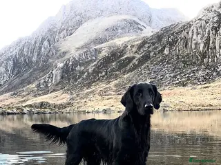 Flat coated Retriever dogs Long awaited Flatcoat litter. - Advert 1
