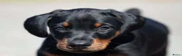 Dobermann dogs for sale: 2 Gorgeous Doberman Pups Looking for Loving Home - Advert 3