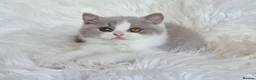 British Shorthair cats for sale: Stunning British shorthair kittens  - Advert 25