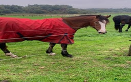 Riding pony horses for sale: Bay Filly “FIZZI” for reluctant sale - Image 2