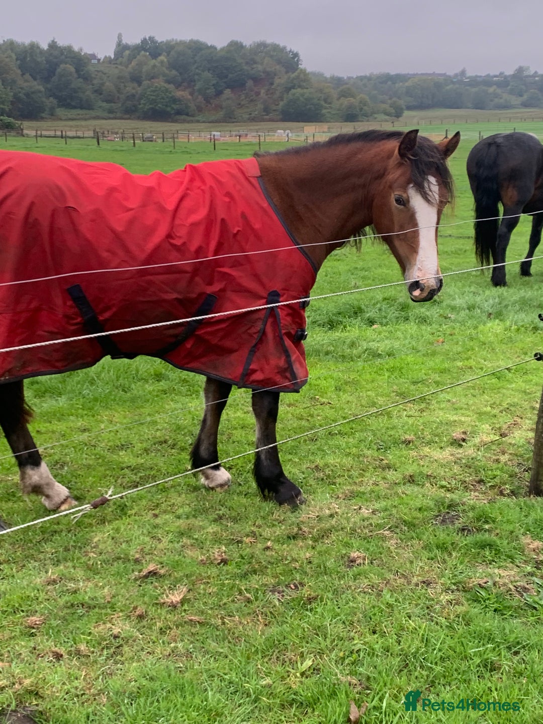 Riding pony horses for sale: Bay Filly “FIZZI” for reluctant sale - Image 2