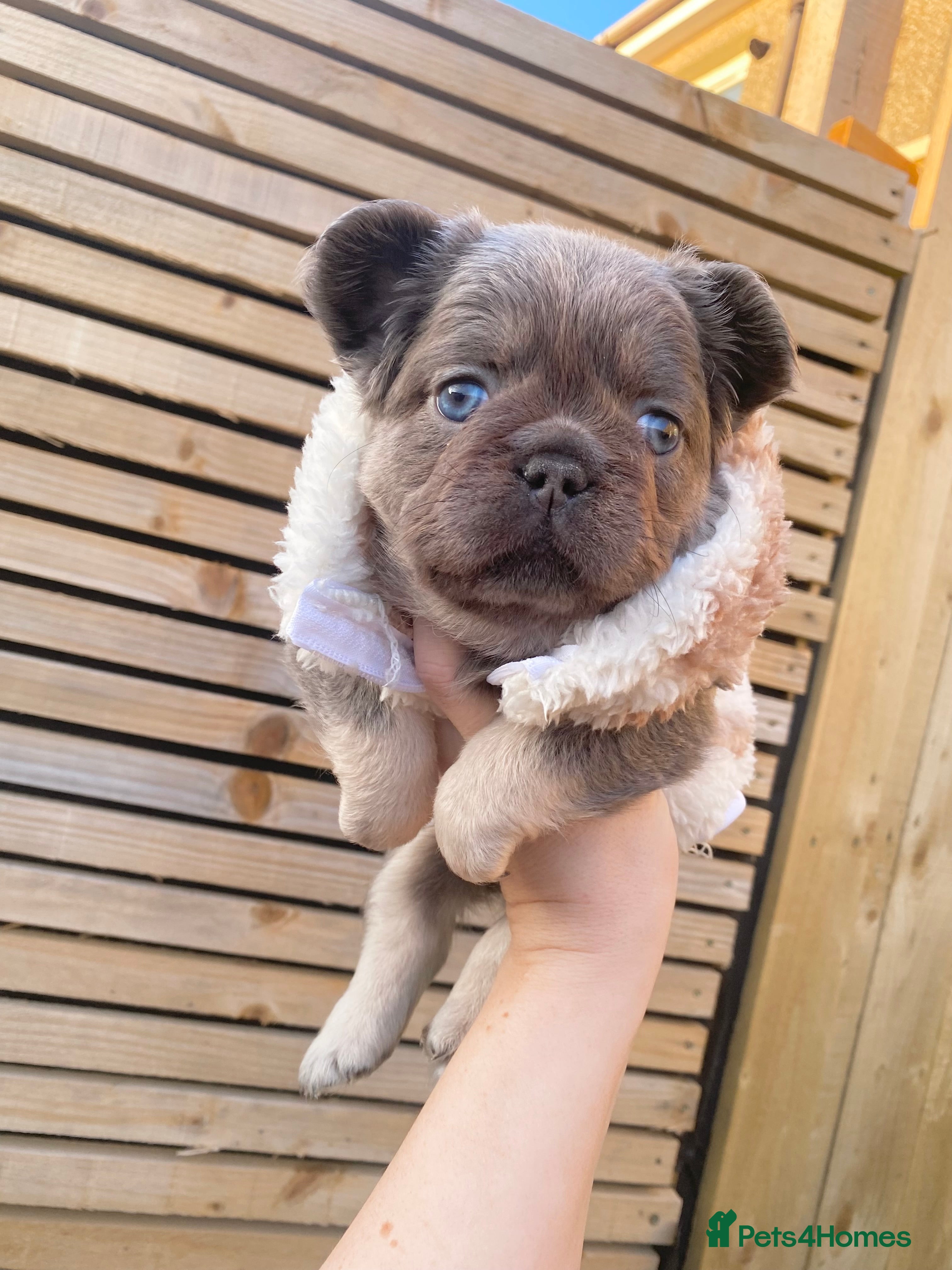 French Bulldog dogs for sale: 🧸TEDDY BEAR FLUFFY FRENCHIE PUPS🧸 - Advert 1