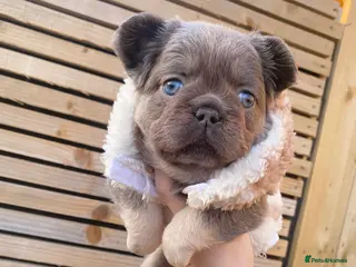 French Bulldog dogs for sale: 🧸TEDDY BEAR FLUFFY FRENCHIE PUPS🧸 - Advert 1