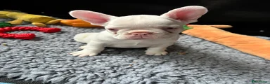 French Bulldog Puppy 2
