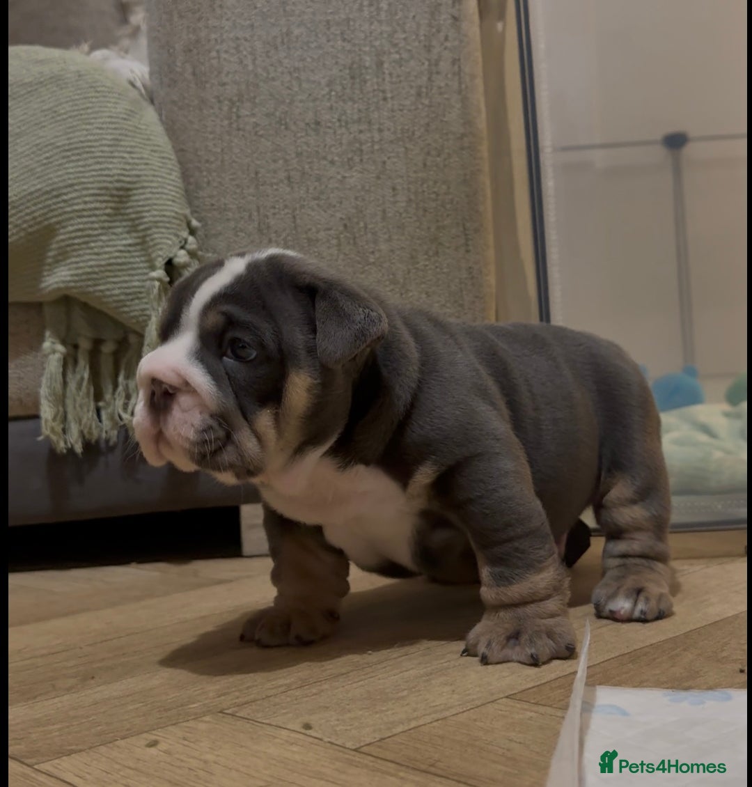 English Bulldog dogs for sale: English bulldog puppies - Advert 27
