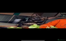 German Shepherd dogs for stud: Gorgeous German Shepherd For Stud in Kidderminster - Image 7