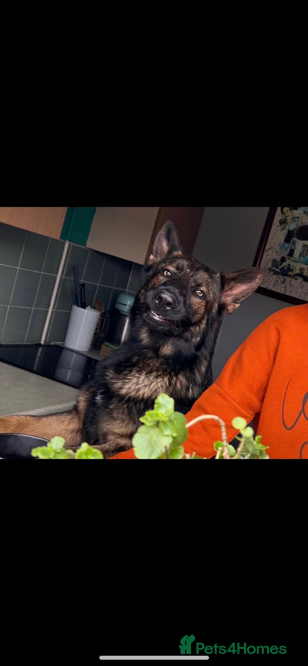 German Shepherd dogs for stud: Gorgeous German Shepherd For Stud in Kidderminster - Image 7