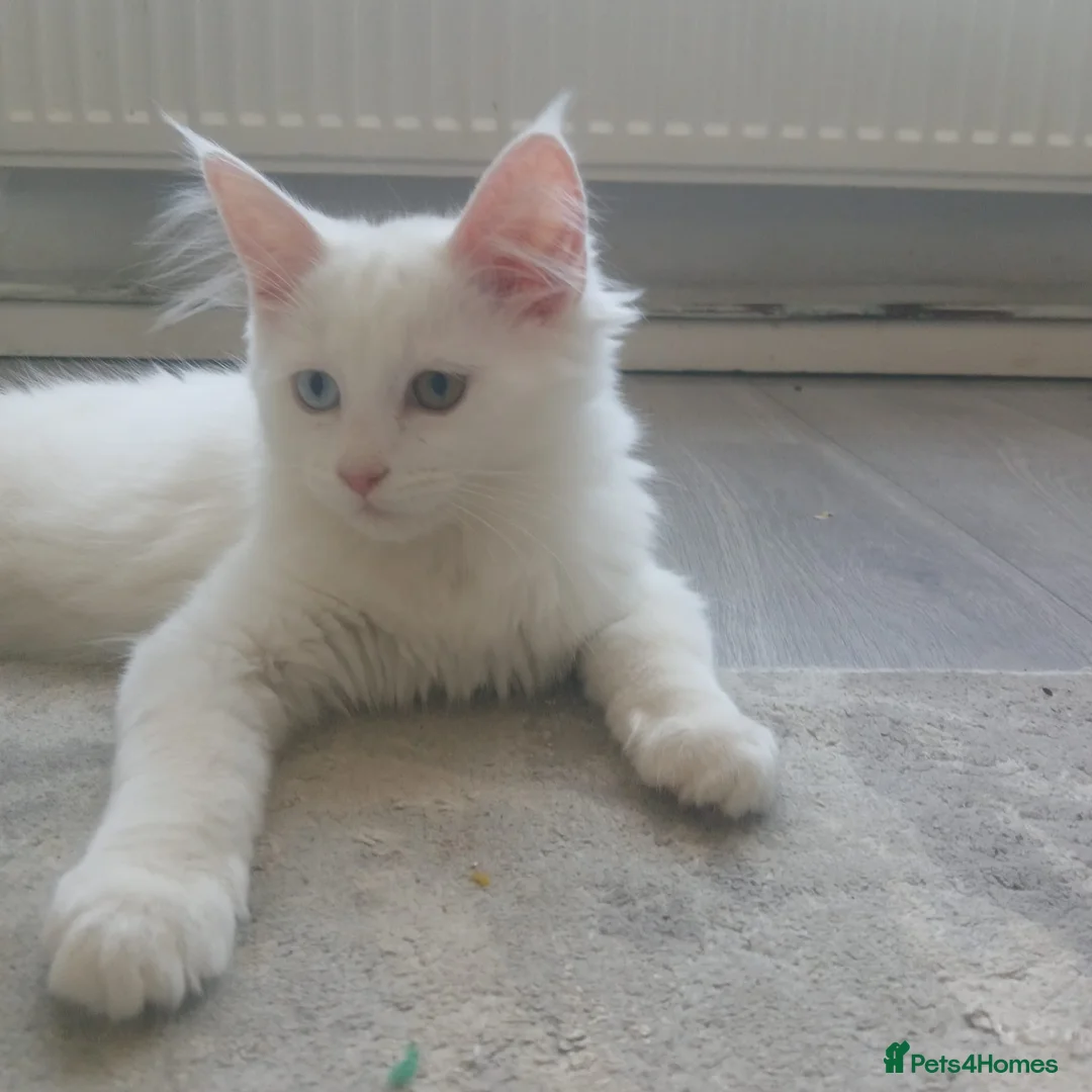Mixed Breed cats for sale: Unique fluffy kitten for sale 😍  in Ipswich - Advert 8