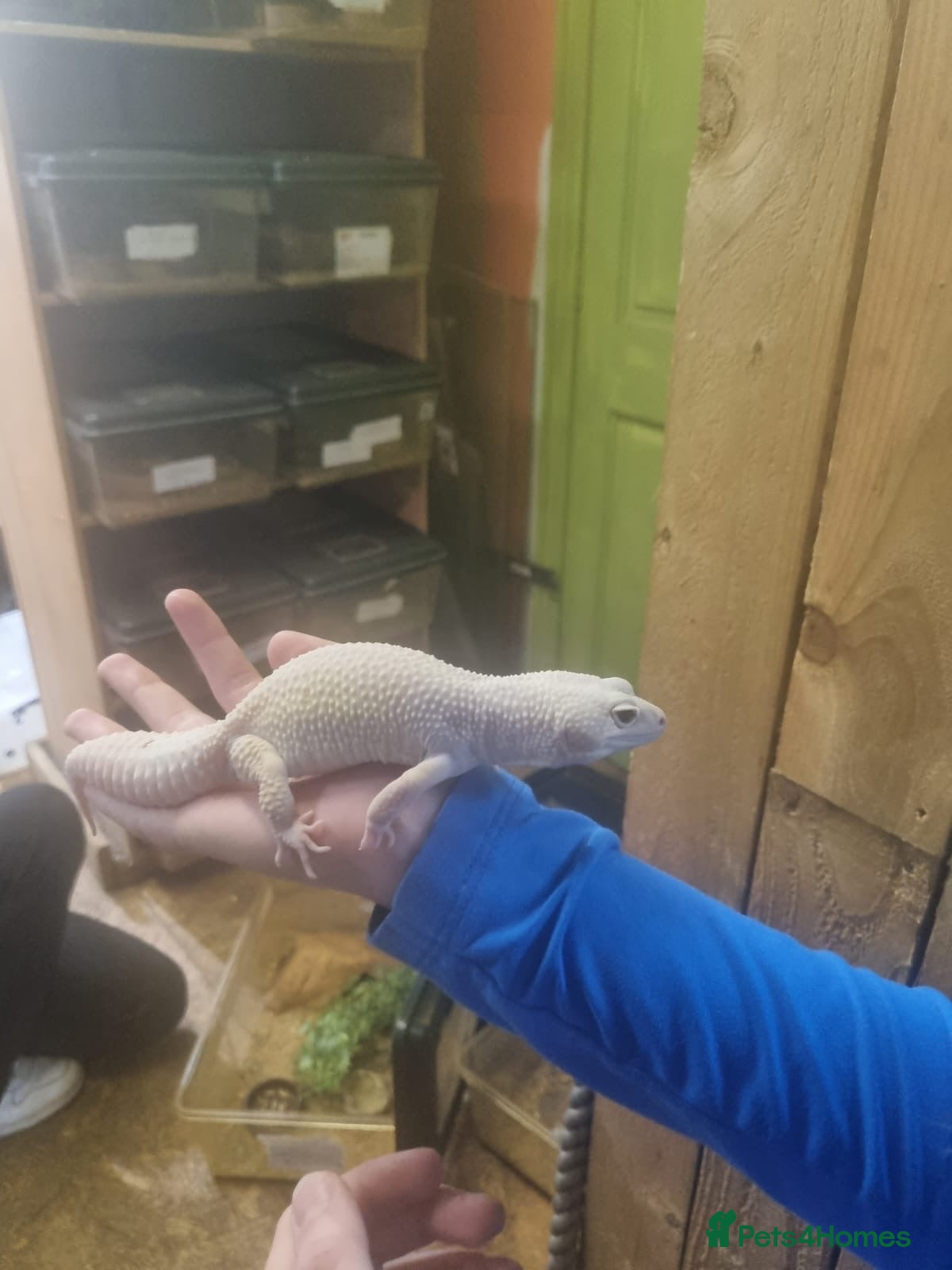 Leopard Gecko reptiles Male albino leopard gecko with full vivarium - Advert 1
