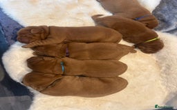 Labrador Retriever dogs for sale: Fox red labradors - Image 5