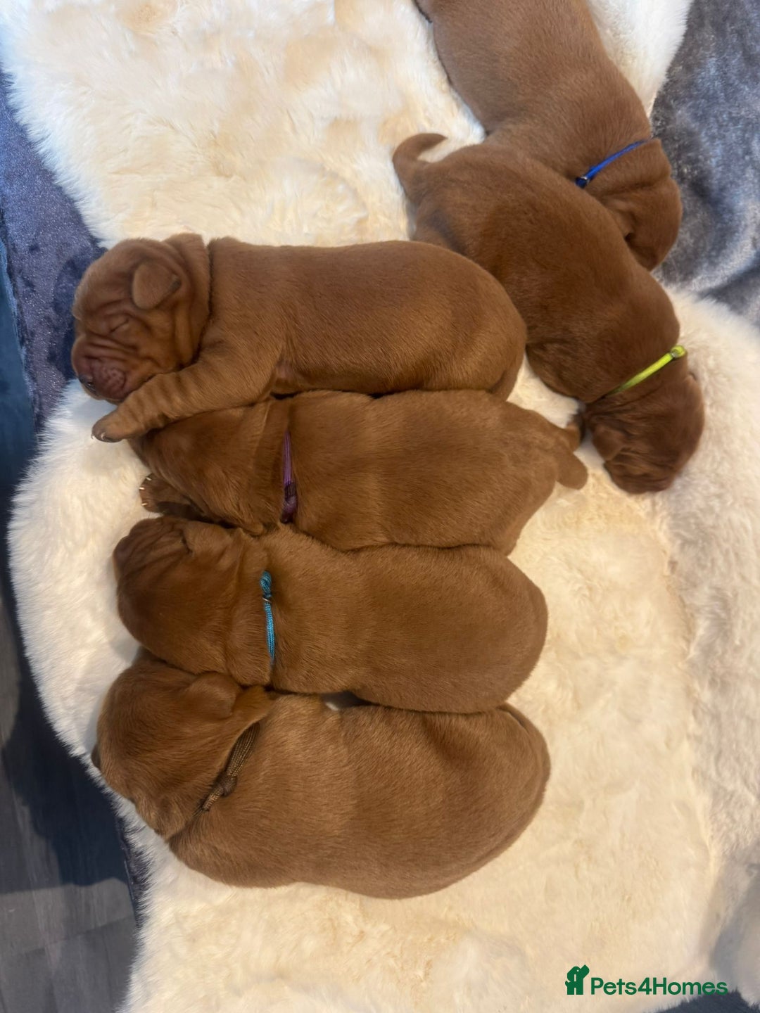 Labrador Retriever dogs for sale: Fox red labradors - Image 5