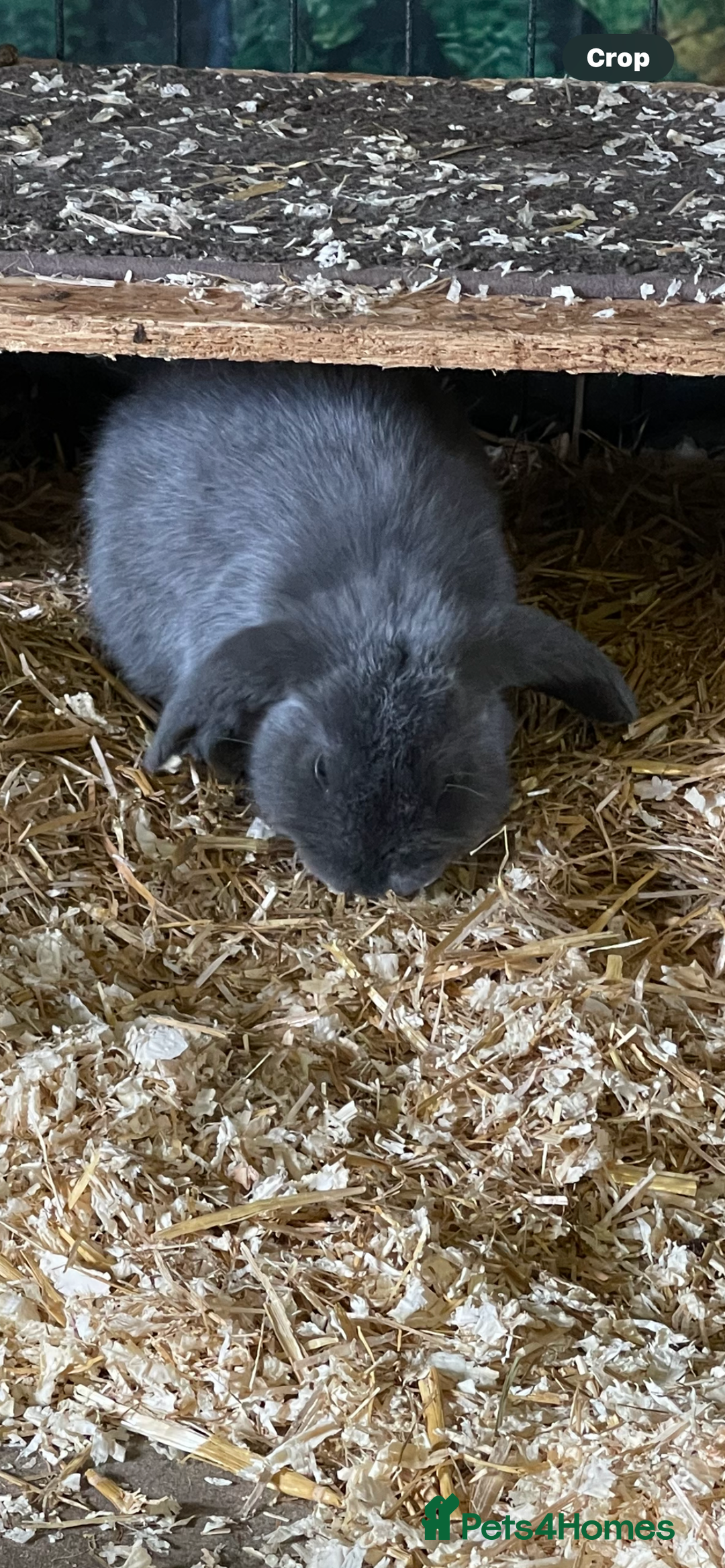 Mini Lop rabbits for sale: Mini lop boys - Advert 4