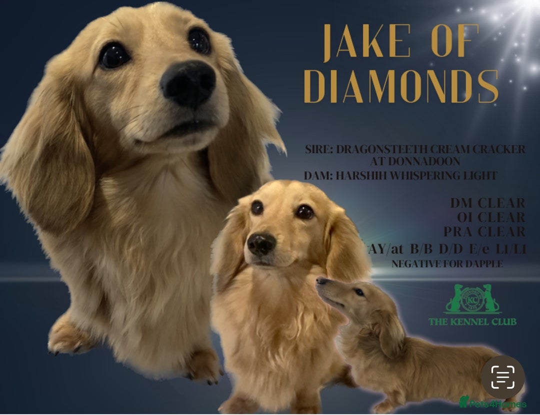 Miniature Dachshund dogs for sale: Miniature Dachshunds longhaired puppies - Advert 3