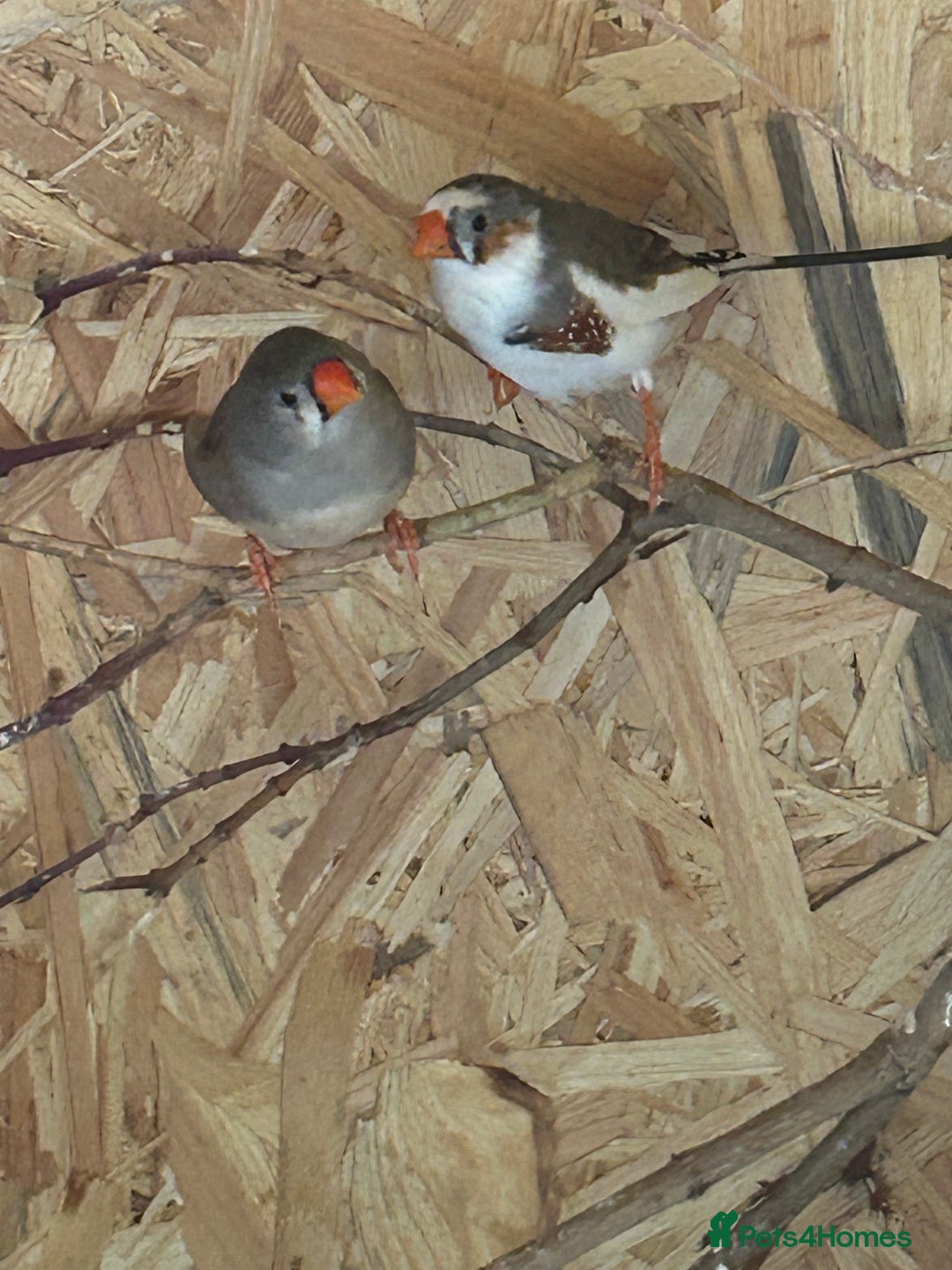 Finches birds for sale: Zebra Finches  - Image 2