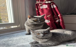 British Shorthair cats for sale: Beautiful British longhair  - Image 1