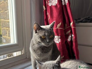 British Shorthair cats - Advert 1