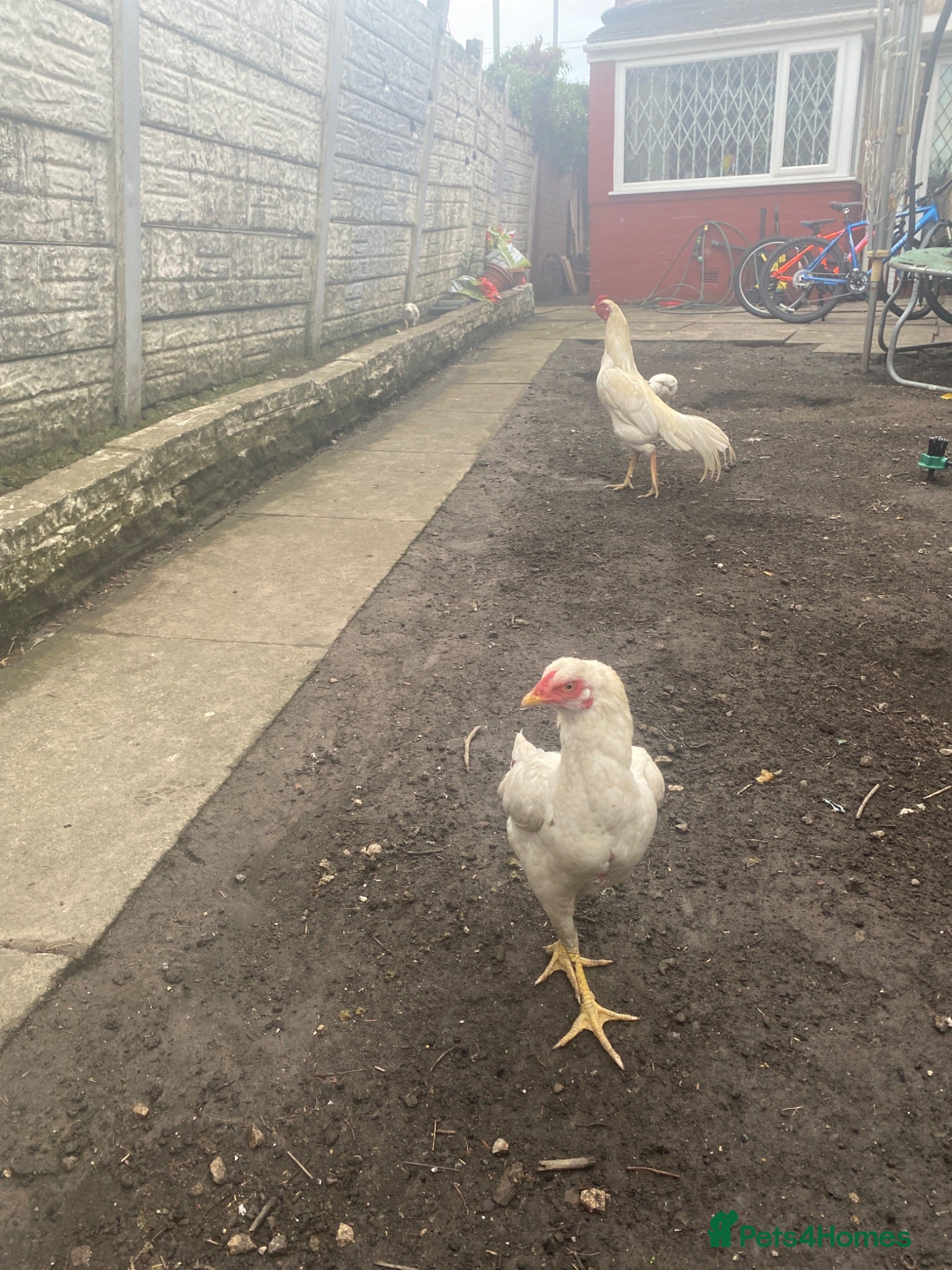 Chickens poultry Aseel Chiken for sale 1 rooster 1 hen and 2 chiks  - Advert 1