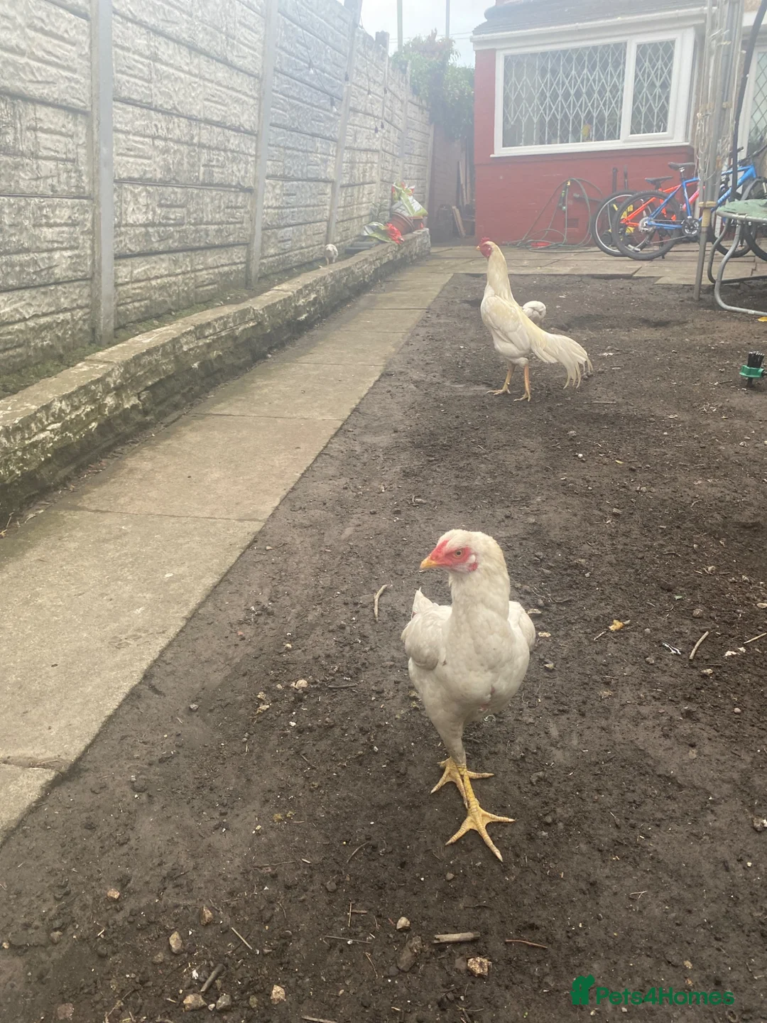 Chickens poultry for sale: Aseel Chiken for sale 1 rooster 1 hen and 2 chiks  in Bolton - Advert 1