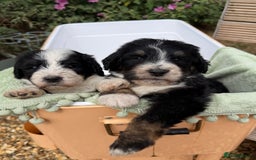 Bernedoodle dogs for sale: Bernadoodle 4 male home bred puppies  - Image 5