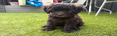 Shihpoo 3