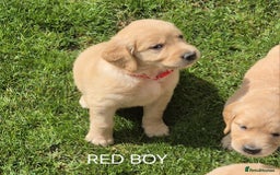 Golden Retriever dogs for sale: KC GOLDEN RETRIEVER PUPPIES HEALTH TESTED PARENTS  - Image 17