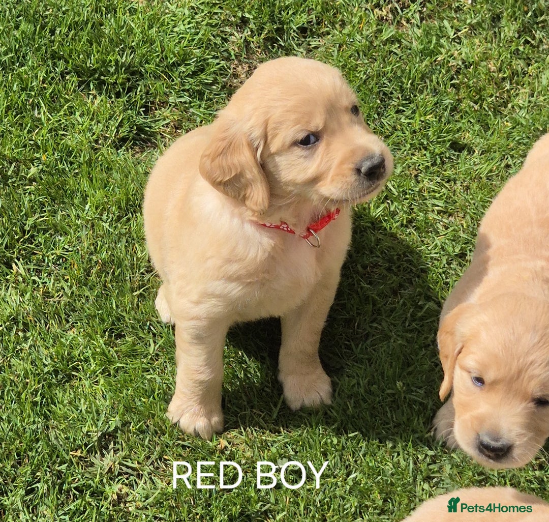 Golden Retriever dogs for sale: KC GOLDEN RETRIEVER PUPPIES HEALTH TESTED PARENTS  - Image 17