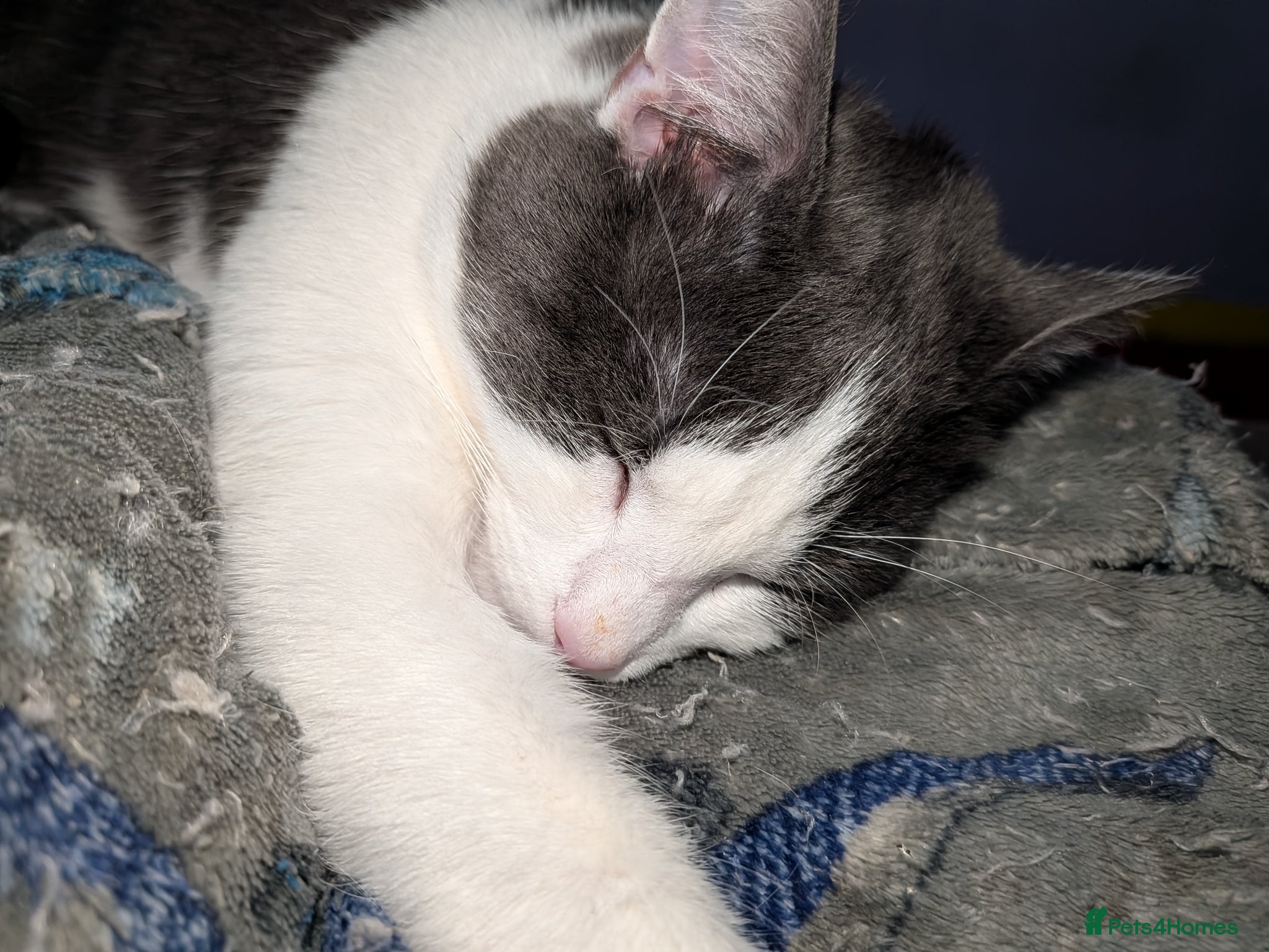 Mixed Breed cats 10 month old kitten to a loving home  - Advert 1