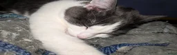 Mixed Breed cats for sale: 10 month old kitten to a loving home  - Advert 1