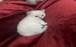 Ragdoll cats for sale: 3 Pure Ragdoll kittens and their mum  - Image 7