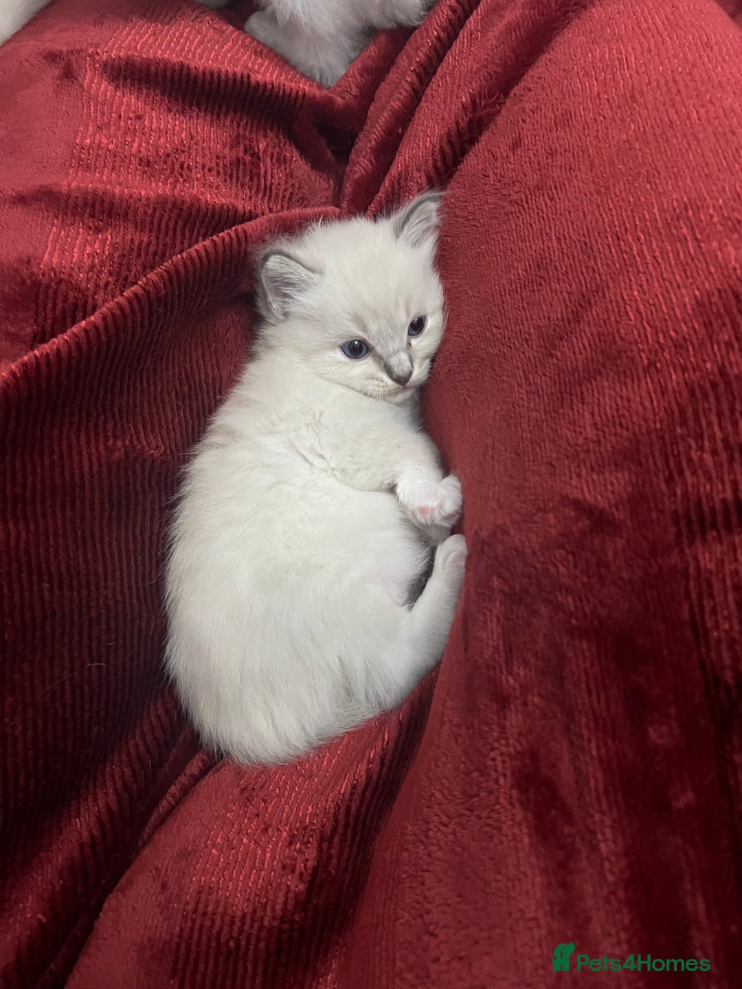 Ragdoll cats for sale: 3 Pure Ragdoll kittens and their mum  - Image 7