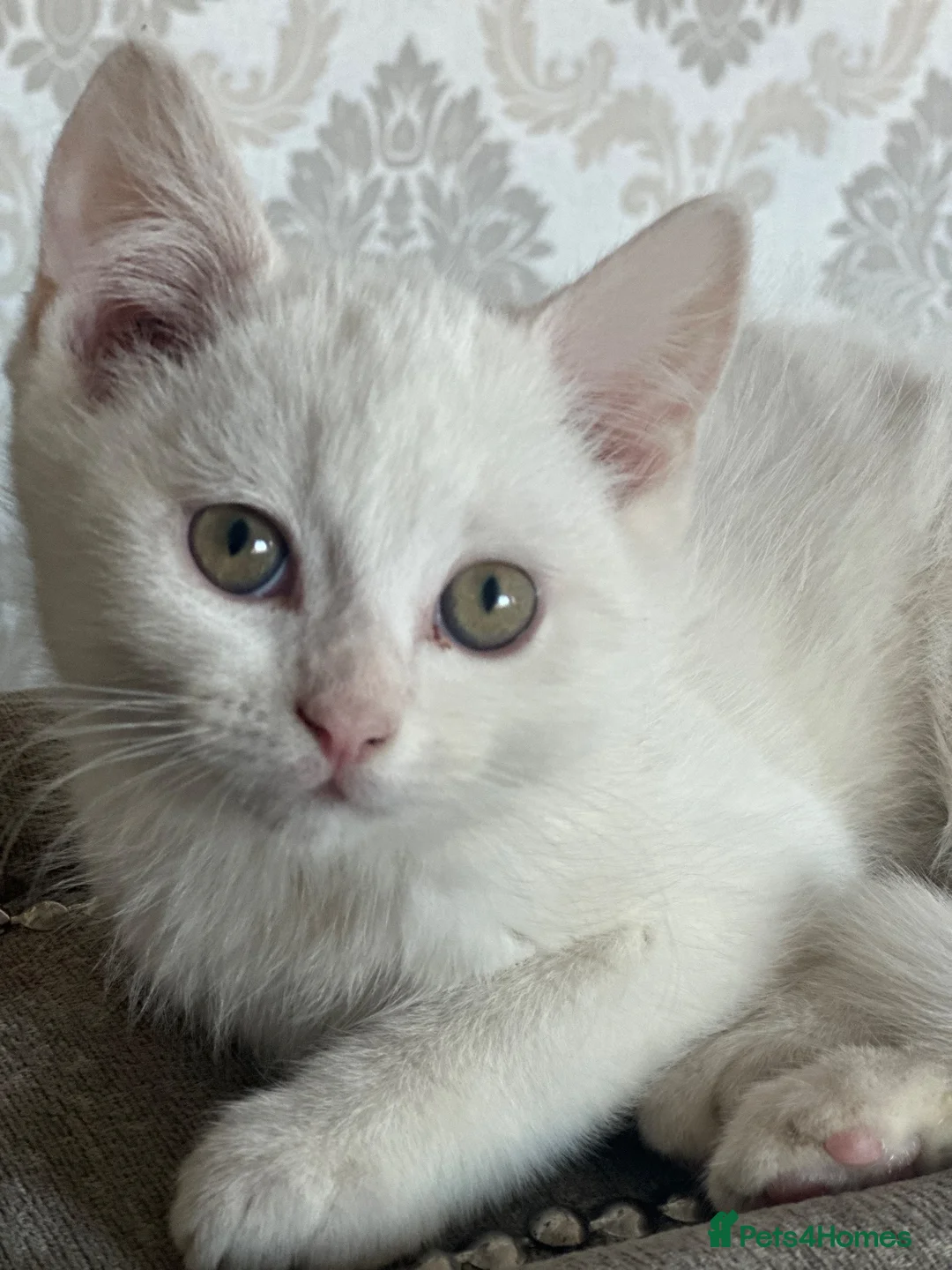Mixed Breed cats for sale: Half Persian kittens  - Advert 2