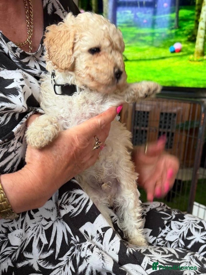 Miniature Poodle dogs Small Fluffy Miniature Poodles - Advert 13