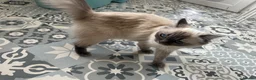 Ragdoll cats for sale: Stunning ragdoll  - Advert 4