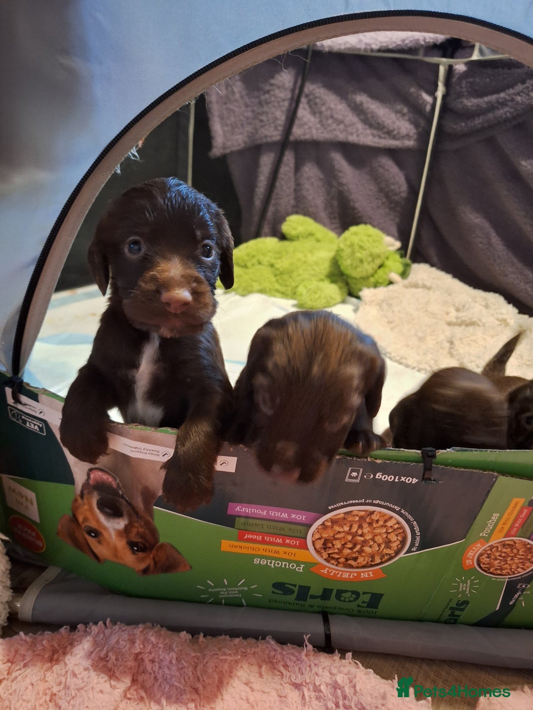 Sprocker dogs for sale: Beautiful Sprocker Spaniel Puppies  - Image 6
