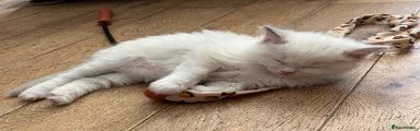 Ragdoll 2