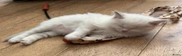 Ragdoll cats for sale: Pure ragdolls kittens  - Advert 17