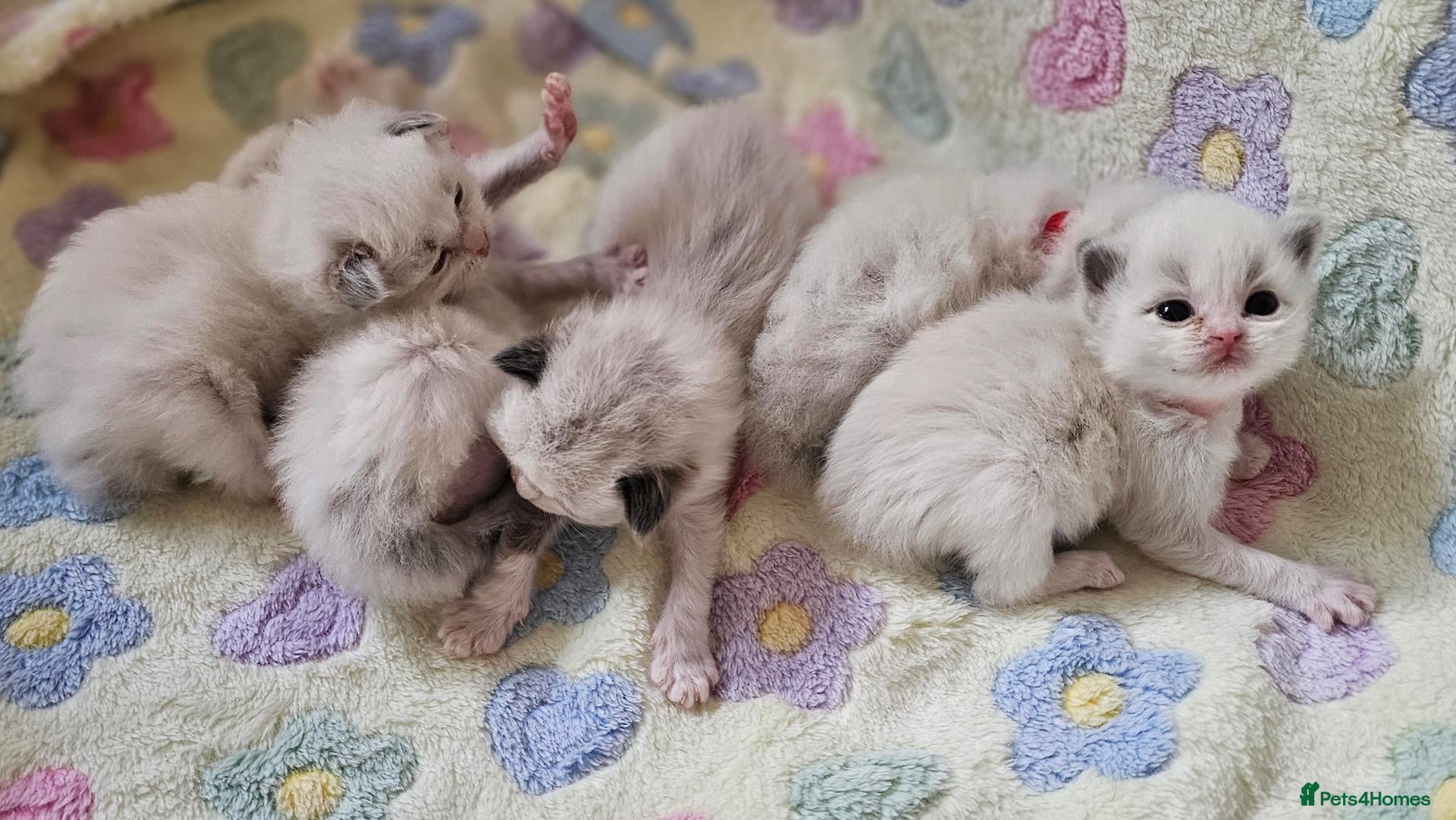 Ragdoll cats for sale: 🏆 GCCF Ragdolls – Championship Bloodlines - Advert 2