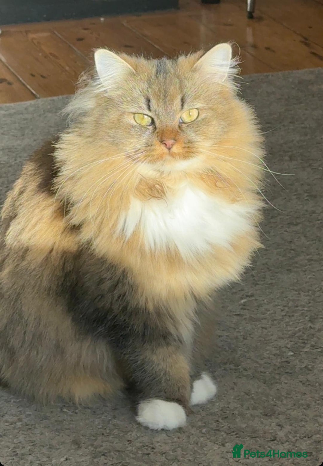 British Longhair cats for sale: Rehoming Purebred British Longhair  - Advert 2