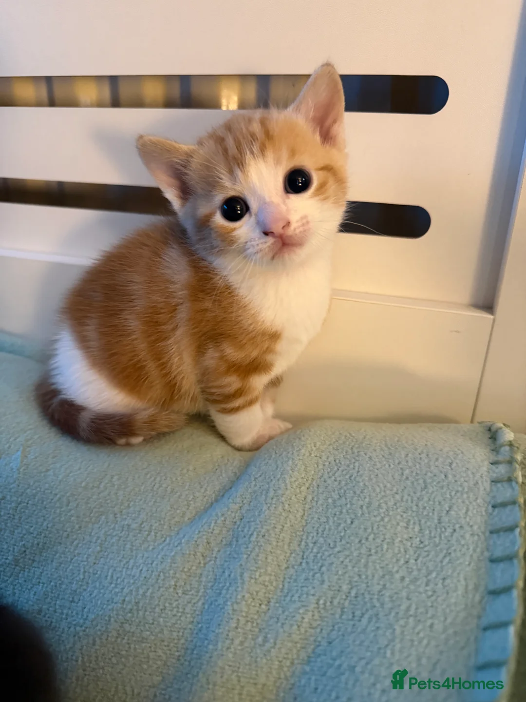 Domestic Shorthair cats for sale: Beautiful Kittens  - Advert 3