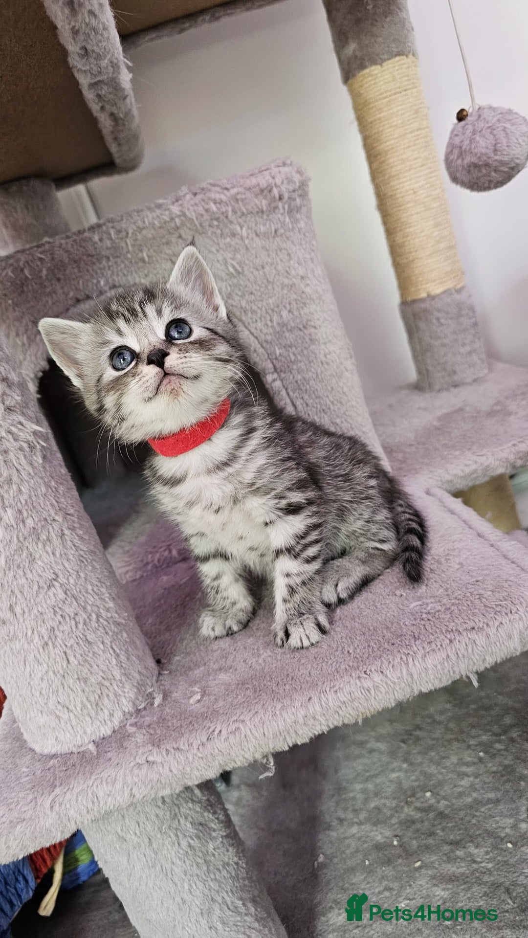 Mixed Breed cats for sale: Chinchilla Persian cross kittens  - Image 1