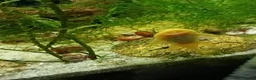 Plecos fish for sale: Guppy's and blue eyed lemons for sale - Advert 3