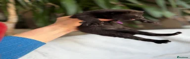Fully black Kitten 2