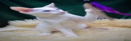 Oriental cats for sale: White Oriental Female Available 🤍 in Dingwall - Advert 4