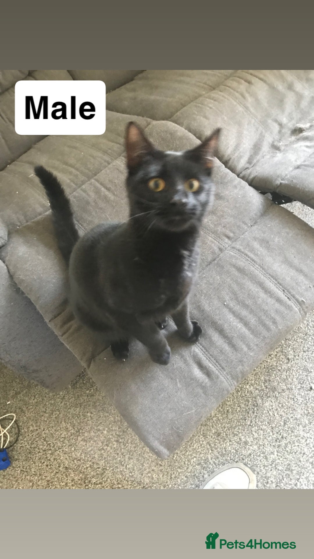 British Shorthair cats for sale: 4 kittens  - Advert 2