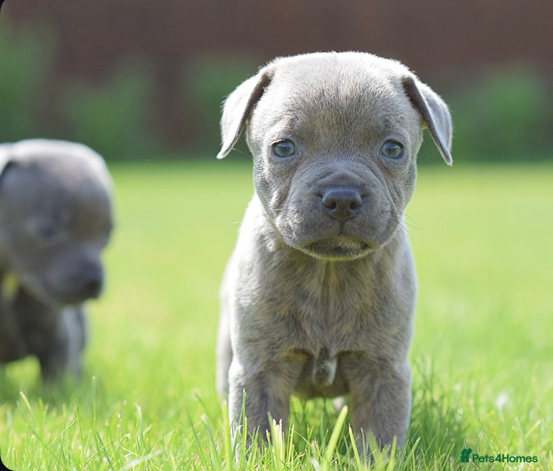 Staffordshire Bull Terrier dogs for sale: 23 years experience,5⭐️RATED Licensed & Registered - Image 8