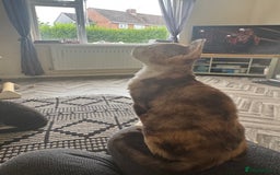 Devon Rex cats for sale: Aramis - Only 2 left Devon Rex Kittens – Exceptional Type  - Image 8