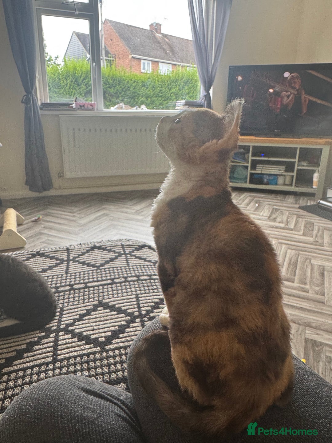 Devon Rex cats for sale: Aramis - Only 2 left Devon Rex Kittens – Exceptional Type  - Image 8
