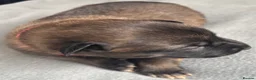Belgian Shepherd Dog dogs for sale: Exceptional Belgian Malinois Puppies in Denbigh - Advert 3