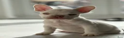 French Bulldog dogs for sale: Stunning French Bulldog Puppies – Family Raised - Advert 3